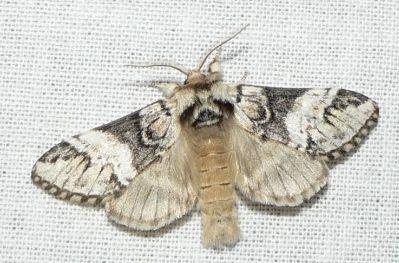 gestreepte tandvlinder.jpg - Gestreepte tandvlinder - Drymonia dodonaea